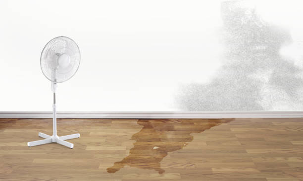 Best Mold removal after water damage  in Atlanta, IL